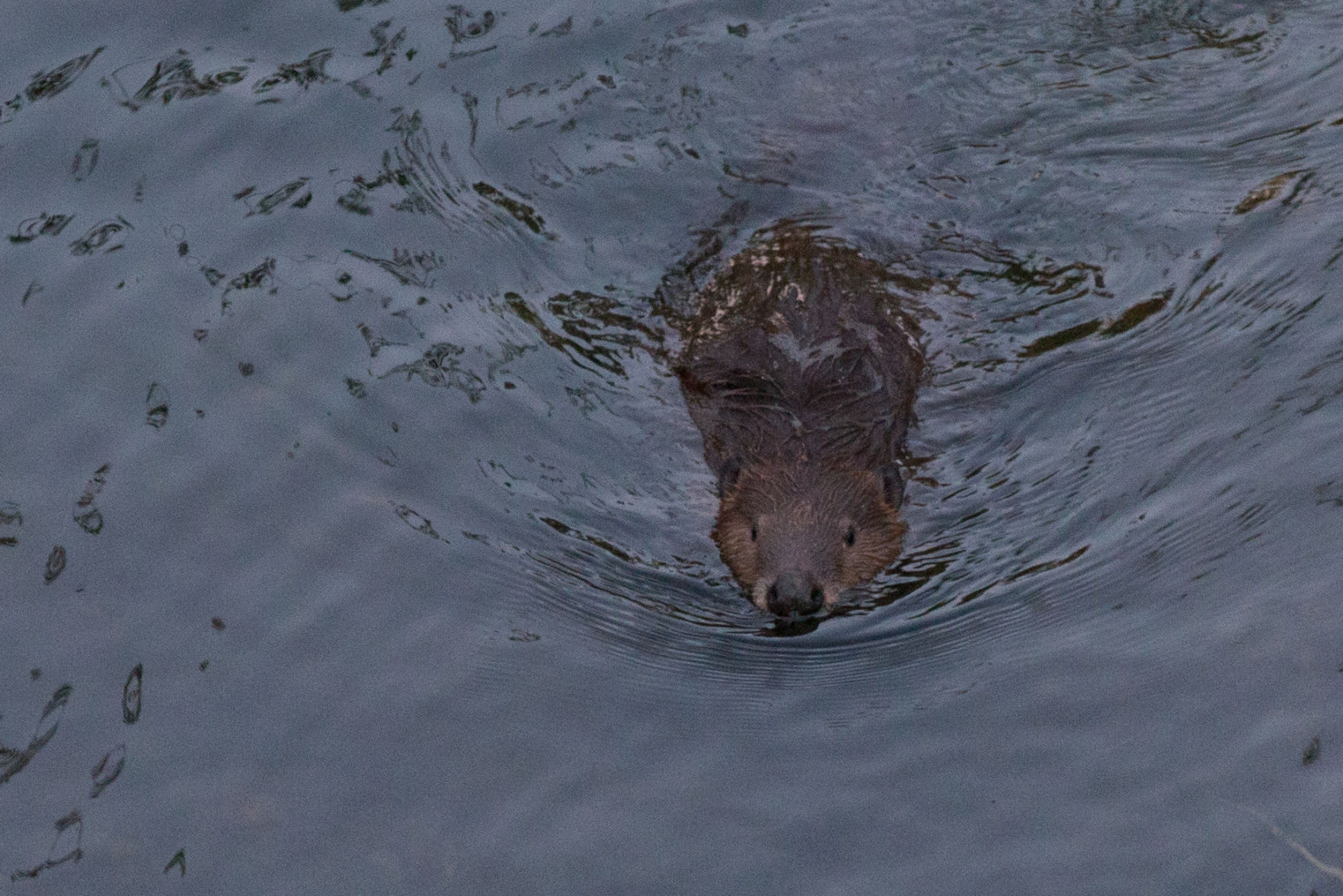 Beaver Lodge Summer 2019